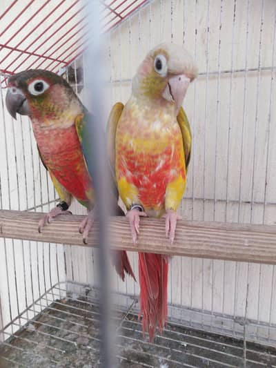 conure top quality breader