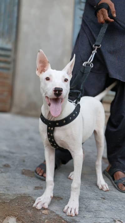 4 month gultair puppy male