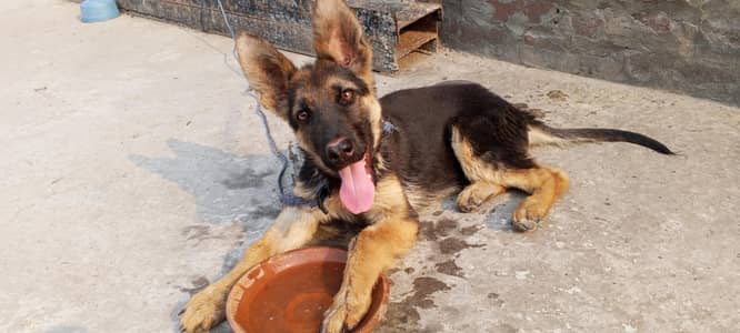 German shepherd female papy