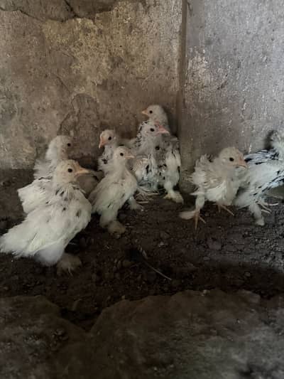 Mottled bentum chicks available for sale