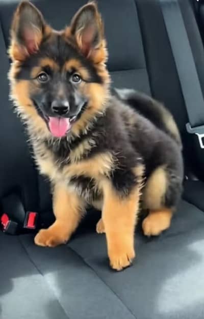 German Shepherd Puppies. Male . Female Jo chahye mill jaega