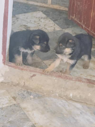 4 German Shepherd Puppies 30k Each