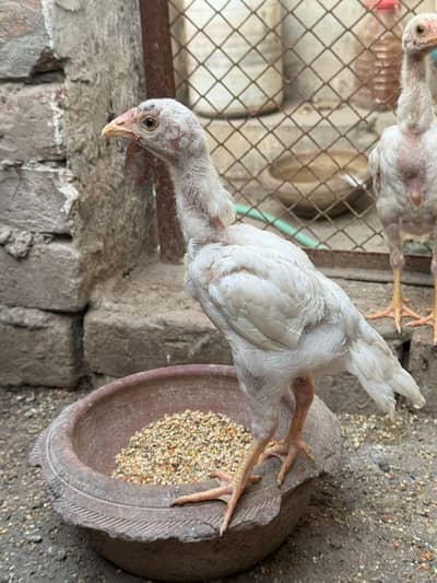 Mianwali aseel chicks pair