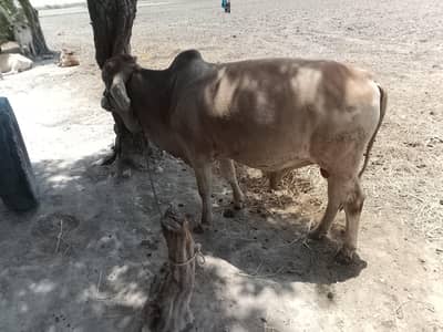 Bull/ bachra/ Gaye ka bacha