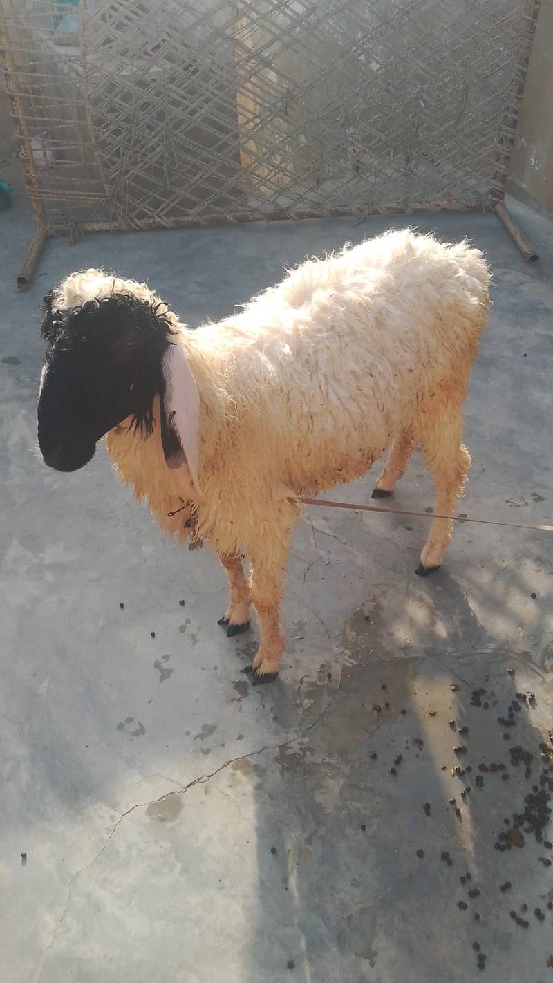 sheep 2