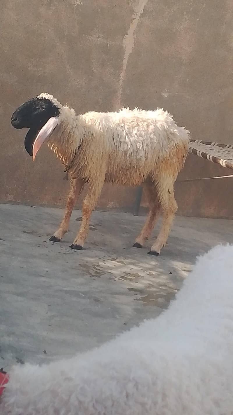 sheep 3