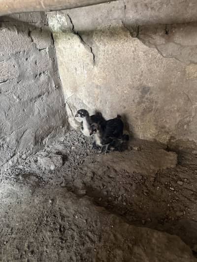 Black heavy buff chicks pair available for sale
