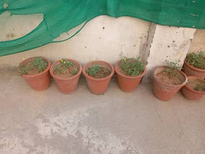 flower plots for sale