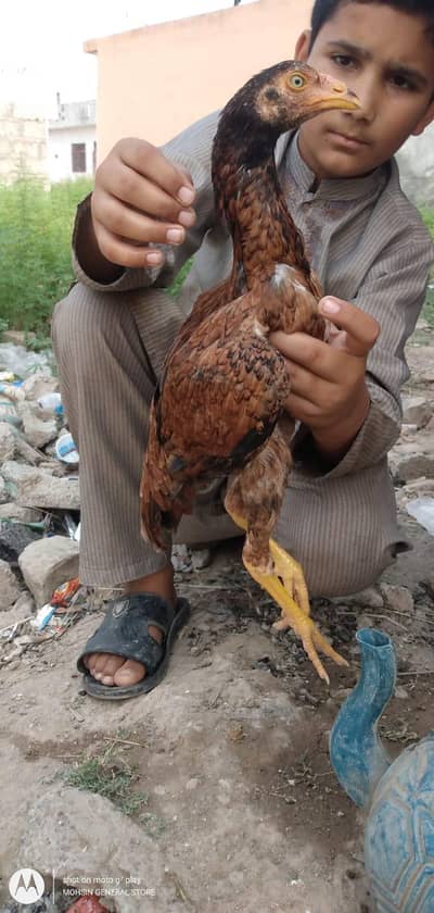 Aseel pair for sale