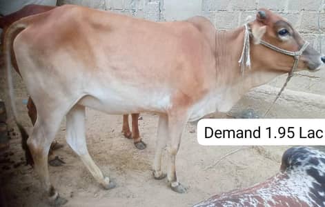 Qurbani 2026 | Bachra and Bachre for Sell | Qurbani Janwer
