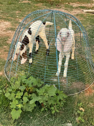 2so path with 2babies one female and one male