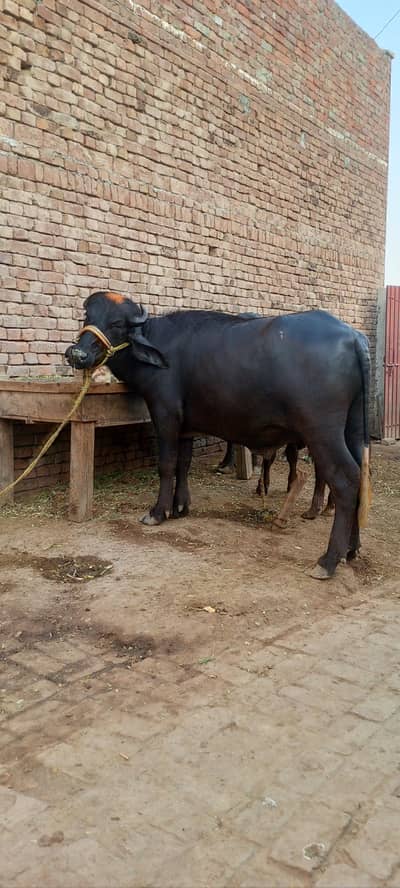 Qurbani ke liye sehatmand Male Bhains ka qata, 03233237701