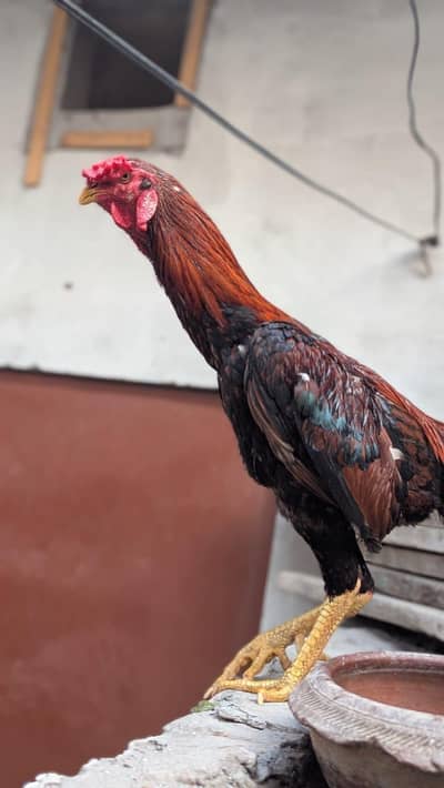 Aseel lakha Fiter  Rooster 