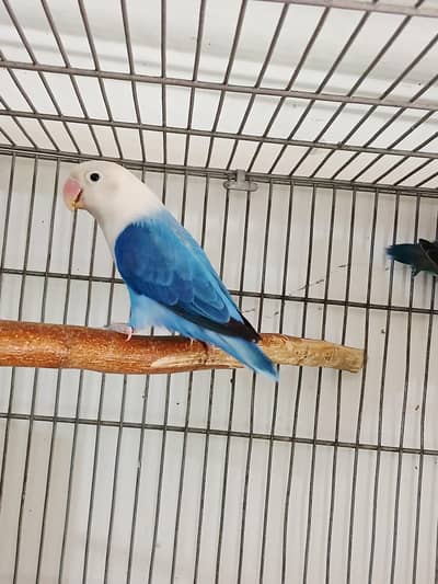 love bird females blue opline split pale fellow