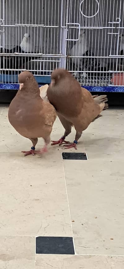 US MODENO ORIGINAL PAIR