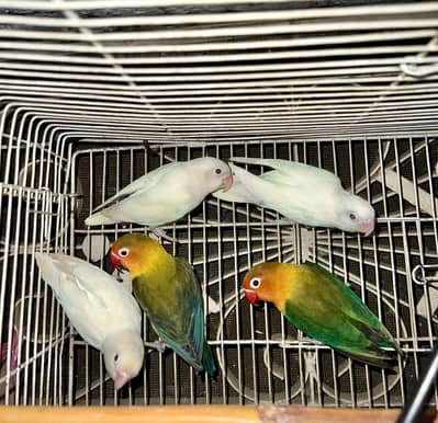 Lovebirds Complete Setup For Sale
