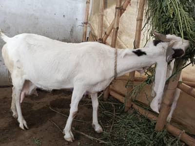 Goat with 2 male kids