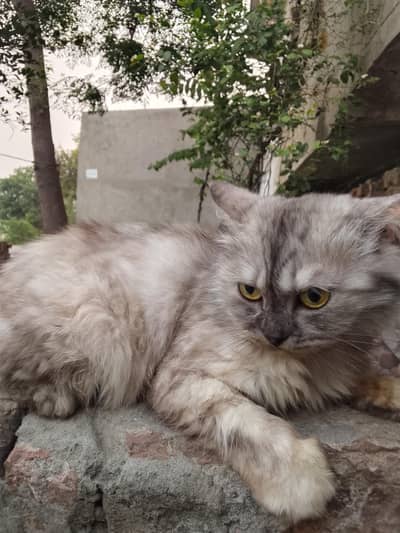 young cat