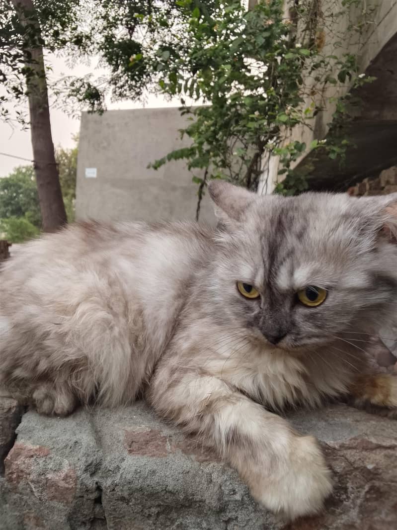 young cat 0