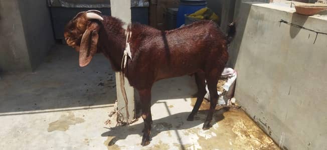 desi beetal Bakra for sale 03176178735