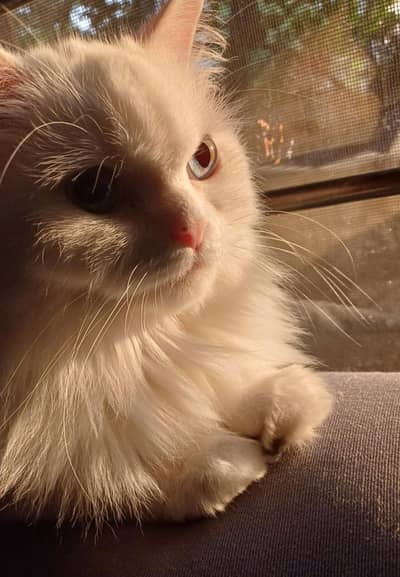 persian cat female one year old breeder cat female