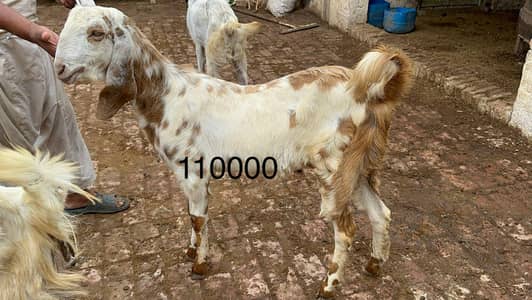 Bakra or dumba.  desi. Bakra. qurbani ka Lia behtreen jnwar