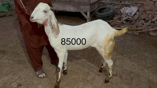 Bakra or dumba.  desi. Bakra. qurbani ka Lia behtreen jnwar