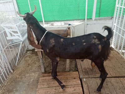 Bakra For Sale Available for Qurbani 2026