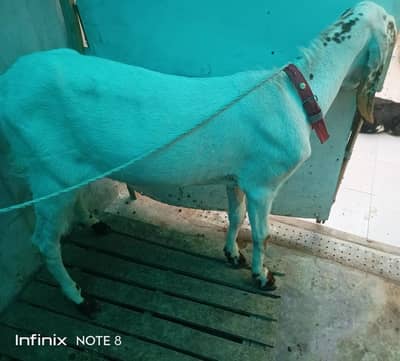 Bakra for Qurbani and path goat