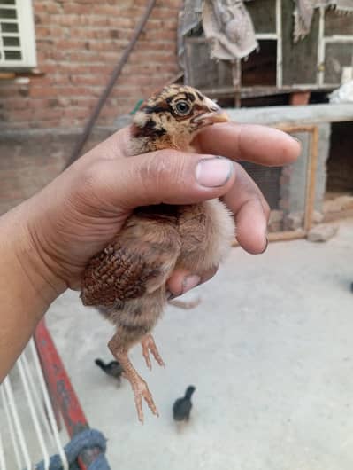 Lakha