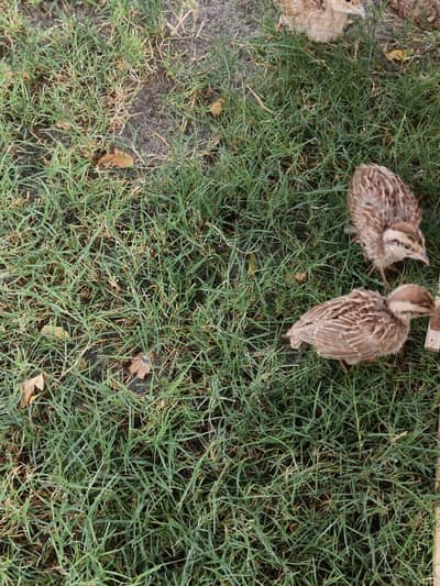 Teetar Chicks Pair for Sale (Healthy & Active)