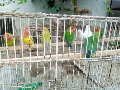 love birds 8pices for sale