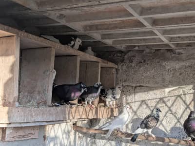 16 pigeon 8 pair (jora)