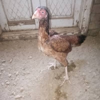 Top quality aseel female