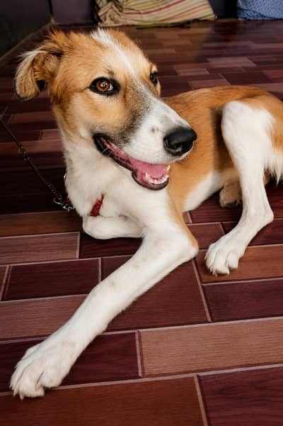  Afghan Kuchi Dog for Sale