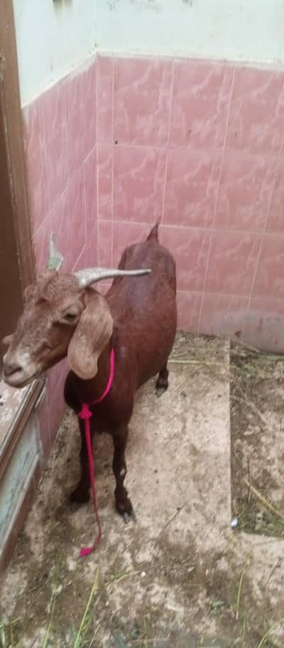 female goat