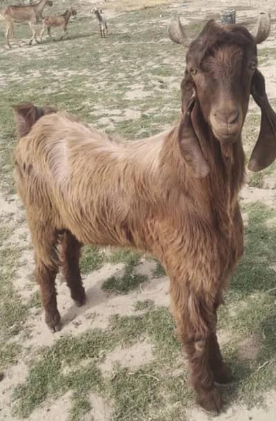 4 sale urgent