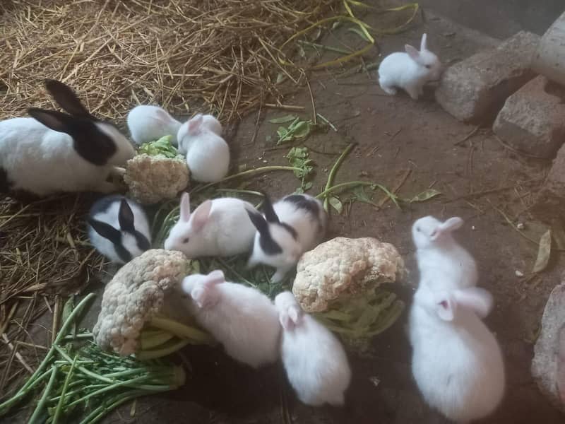 Rabbits 0