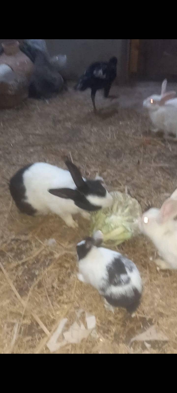 Rabbits 1