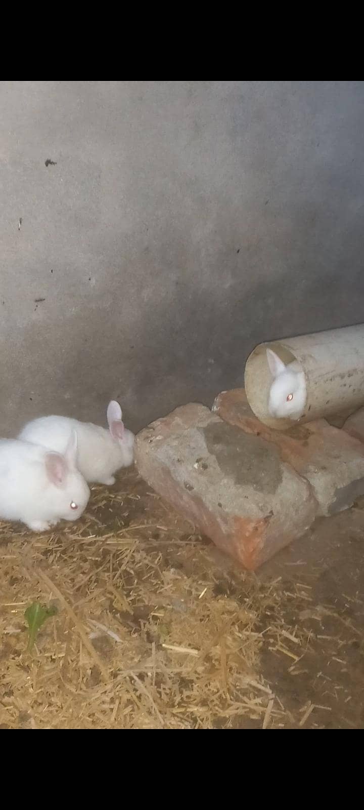 Rabbits 2