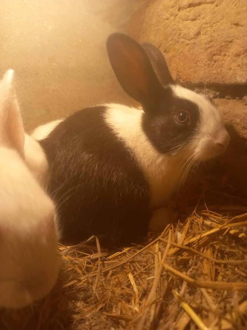 Rabbits 3