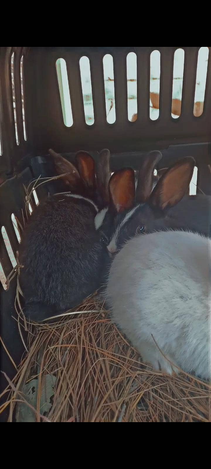 Rabbits 4