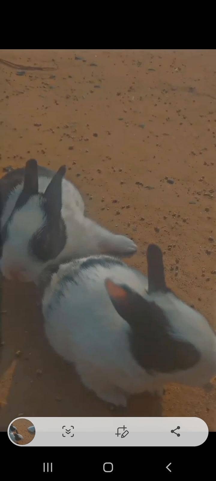 Rabbits 5