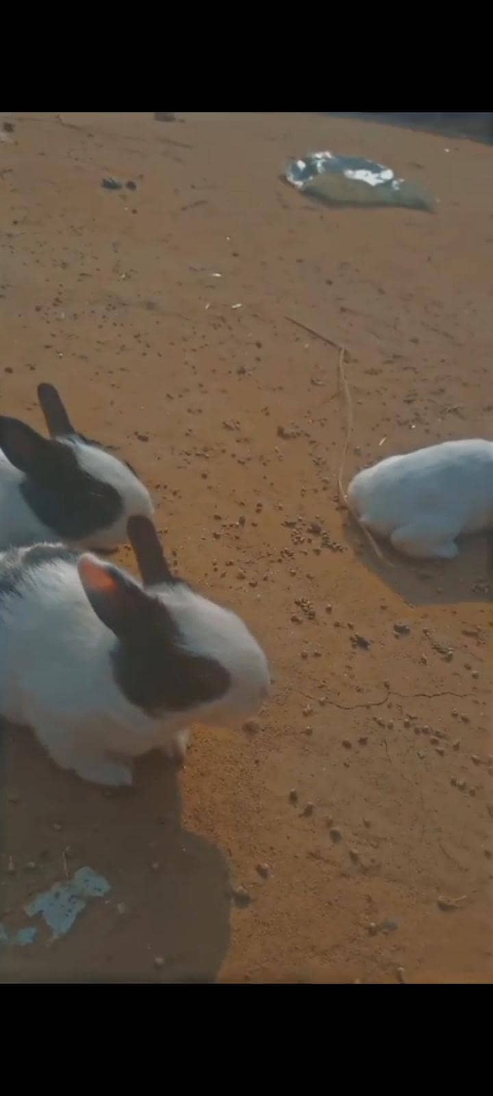 Rabbits 6