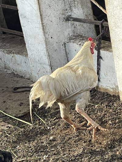 White murga lohman brown murga aseel patha heera murgi with chicks