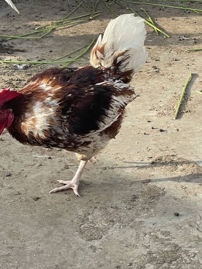 lohman brown murga aseel patha heera murgi with chicks