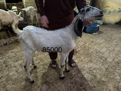 8bakra desi. or dumba.   for sale