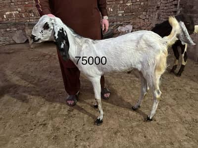 8bakra desi. or dumba.   for sale