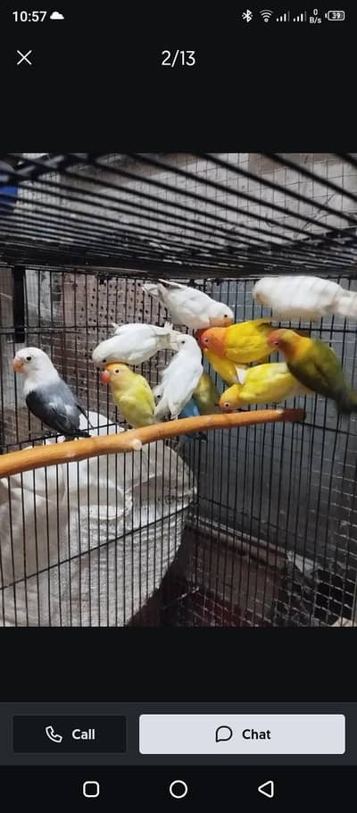 Lovebird buggies parrot