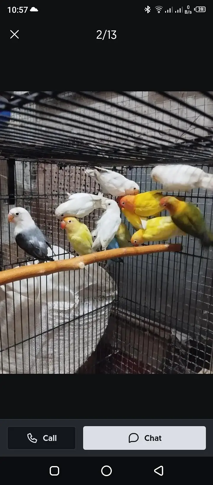 Lovebird buggies parrot